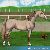 Horse Color:Red Dun 