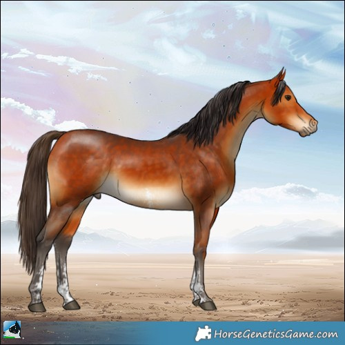 Horse Color:Buckskin Sabino 