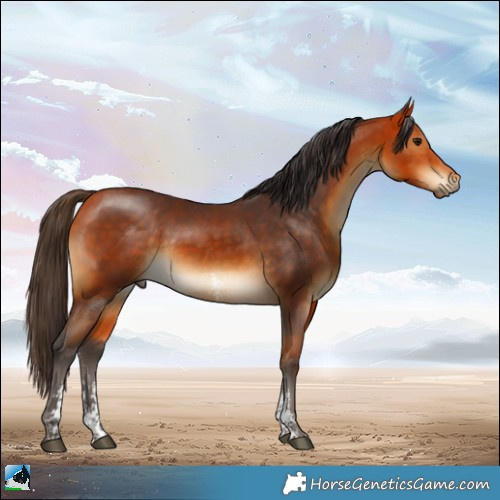 Horse Color:Buckskin Sabino 