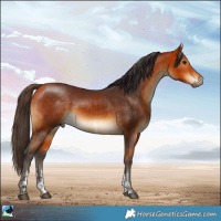 Horse Color:Buckskin Sabino 