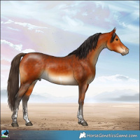 Horse Color:Buckskin Sabino