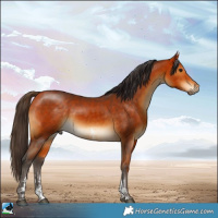 Horse Color:Buckskin Sabino 