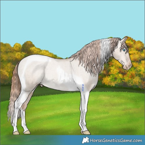 Horse Color:Grullo Pearl Tobiano Appaloosa 