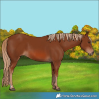 Horse Color:Chestnut 