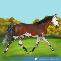Horse Color:Brown Splash 