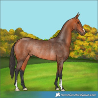 Horse Color:Bay Rabicano 