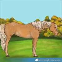 Horse Color:Palomino Snowflake Varnish