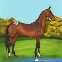 Horse Color:Bay Appaloosa 