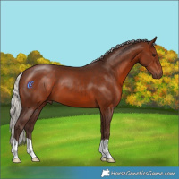 Horse Color:Silver Bay 