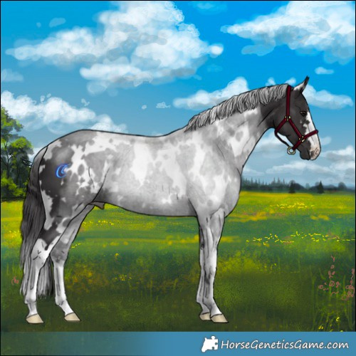 Horse Color:White Spotted Smoky Black 