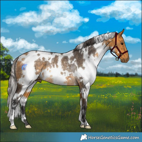 Horse Color:White Spotted Buckskin Rabicano 