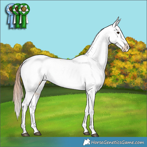 Horse Color:Bay Dun Appaloosa 