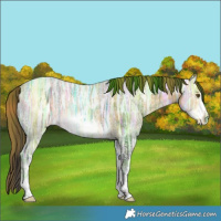 Horse Color:Plaid  White Spotted Buckskin Ice Splash Frame Rabicano 