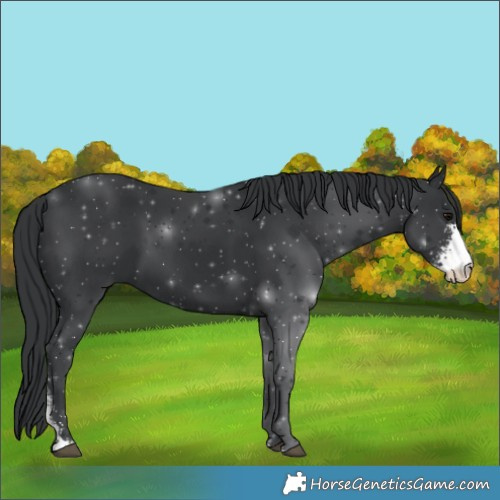 Horse Color:Black Sabino 
