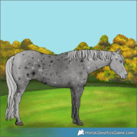 Horse Color:ERROR: UNKNOWN ANOMALY