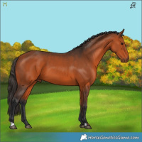 Horse Color:Bay 