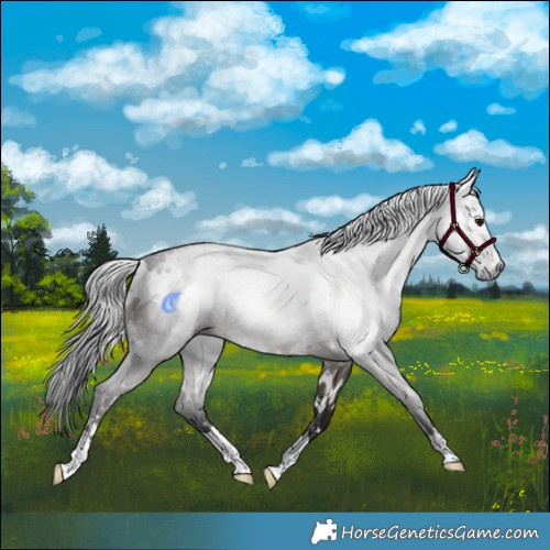 Horse Color:Gray White Spotted Brown Dun 