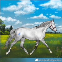 Horse Color:Gray White Spotted Brown Dun 