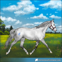 Horse Color:Gray White Spotted Brown Dun 