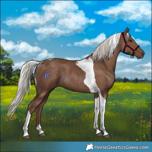 Horse Color:Silver Black Tobiano Rabicano 