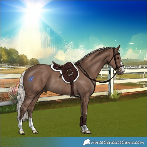 Horse Color:Silver Black Rabicano 