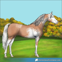 Horse Color:White Spotted Silver Classic Champagne Splash 