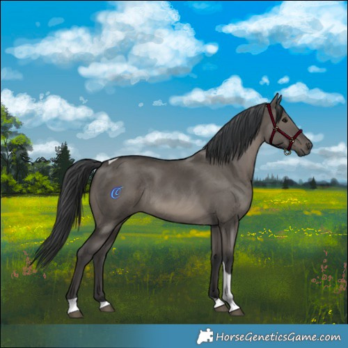 Horse Color:Grullo Tobiano Rabicano 