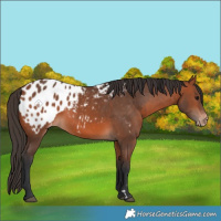 Horse Color:Bay Blanket 