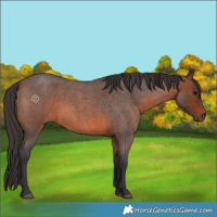 Horse Color:Brown Roan 