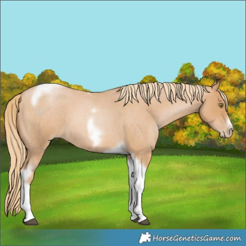 Horse Color:Red Roan Pearl Tobiano Frame 
