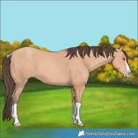Horse Color:Amber Champagne Splash 