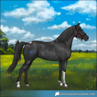 Horse Color:Black Tobiano