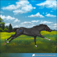 Horse Color:Black Tobiano 
