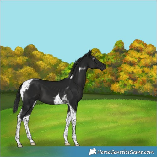 Horse Color:Gray Black Tobiano 