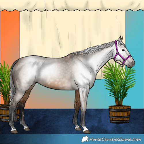 Horse Color:Gray Bay Dun 
