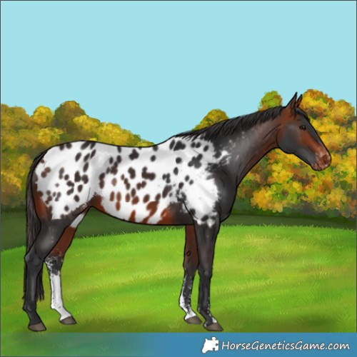 Horse Color:Bay Sabino Appaloosa 