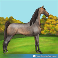 Horse Color:Buckskin Roan Sabino 