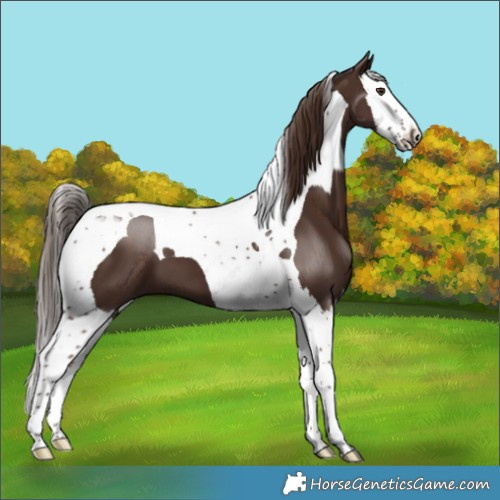 Horse Color:Liver Chestnut Splash Tobiano 
