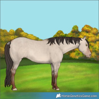 Horse Color:Sable Champagne Dun Sabino Rabicano