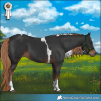 Horse Color:Liver Chestnut Tobiano 