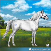 Horse Color:Gray Silver Buckskin Roan Onyx Splash Tobiano 