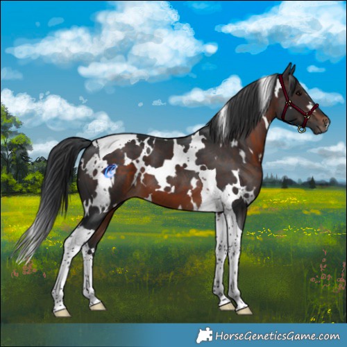Horse Color:White Spotted Brown Tobiano 