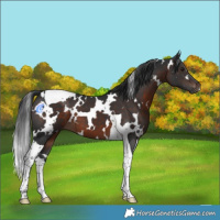 Horse Color:White Spotted Brown Tobiano 