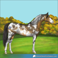Horse Color:White Spotted Buckskin 