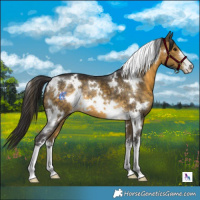 Horse Color:White Spotted Buckskin