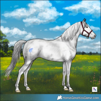Horse Color:Gray White Spotted Black Splash Tobiano 