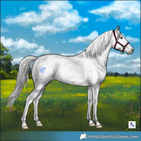 Horse Color:Gray White Spotted Black Splash Tobiano 