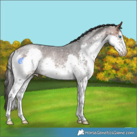 Horse Color:White Spotted Bay Splash