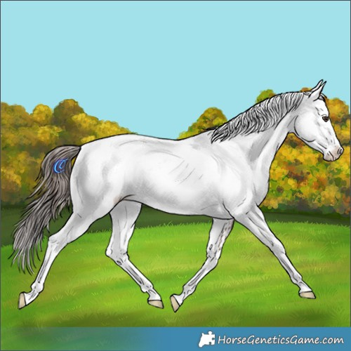 Horse Color:White Spotted Liver Chestnut