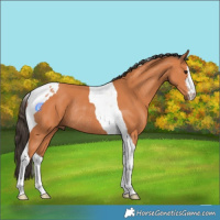 Horse Color:White Spotted Bay Tobiano Rabicano